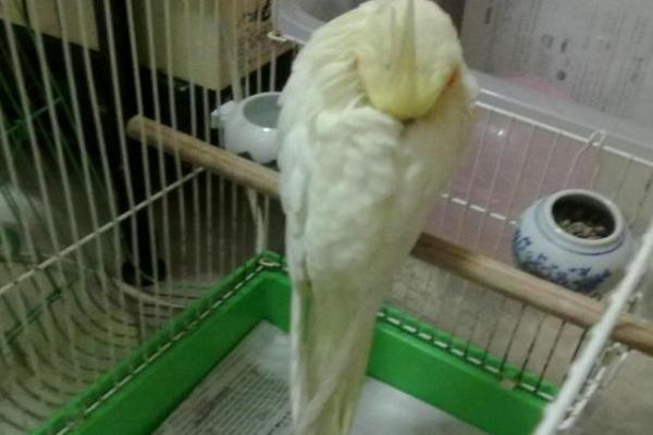 鹦鹉没精神总是闭眼怎么办，需根据实际情况对症治疗