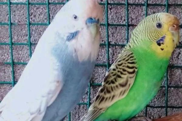 鹦鹉没精神总是闭眼怎么办，需根据实际情况对症治疗