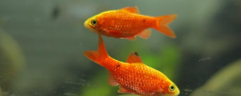金鱼的尾巴为什么会溃烂