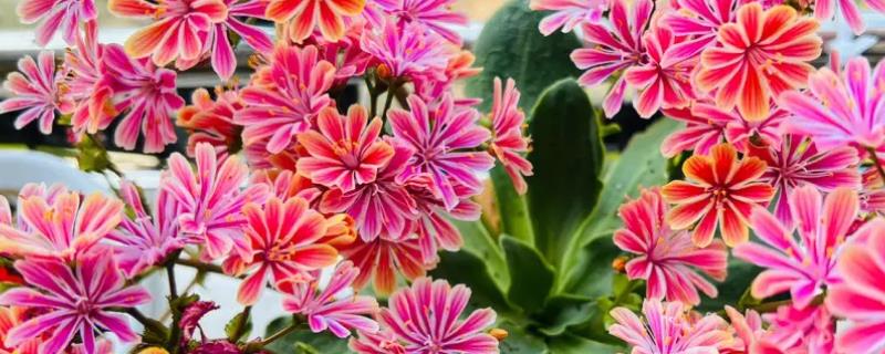 怎么给露薇花换盆