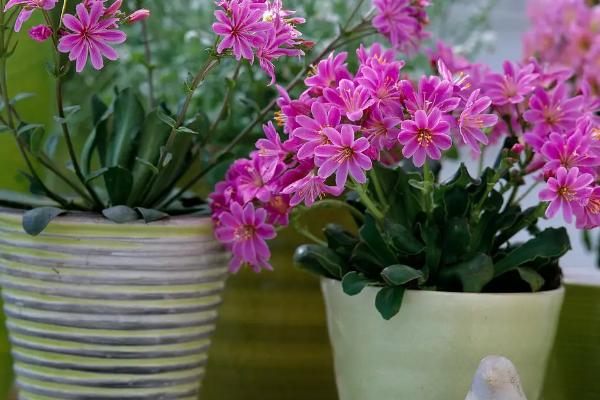 怎么给露薇花换盆，分离植株并剪除病根、再重新栽种至新盆中即可