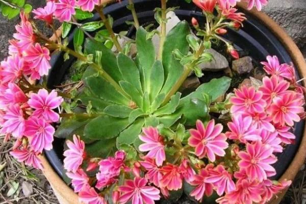 怎么给露薇花换盆，分离植株并剪除病根、再重新栽种至新盆中即可