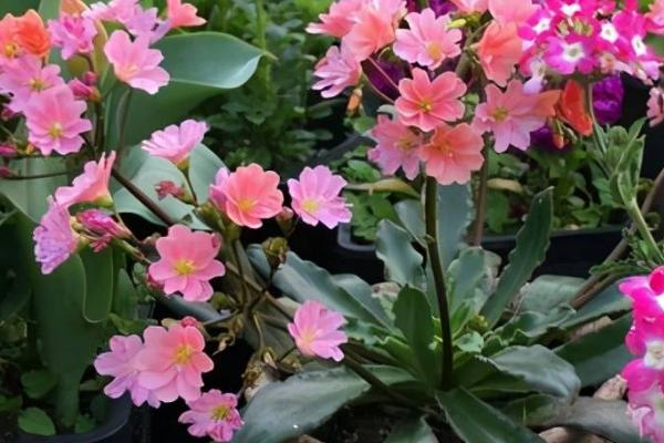 怎么给露薇花换盆，分离植株并剪除病根、再重新栽种至新盆中即可