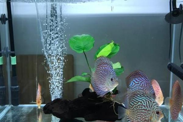 六间神仙鱼好不好养,有一定的饲养难度