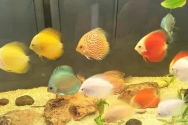 六间神仙鱼好不好养,有一定的饲养难度