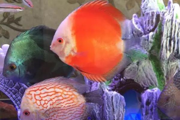 六间神仙鱼好不好养,有一定的饲养难度