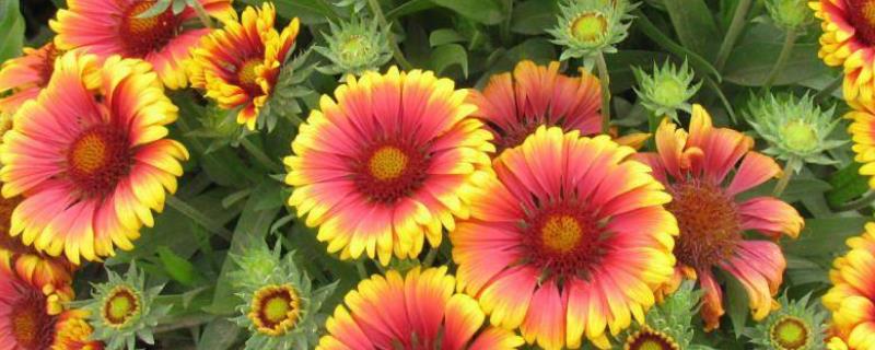 天人菊怎么种植