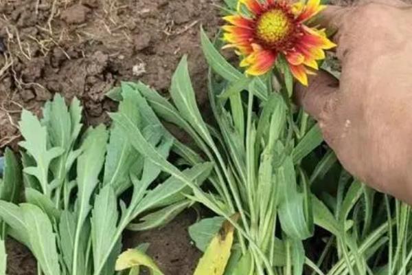 天人菊怎么种植,可摘下粗壮的顶梢进行扦插