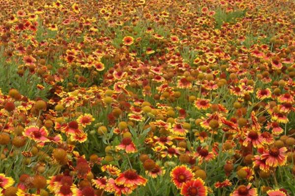 天人菊怎么种植,可摘下粗壮的顶梢进行扦插