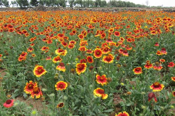 天人菊怎么种植,可摘下粗壮的顶梢进行扦插