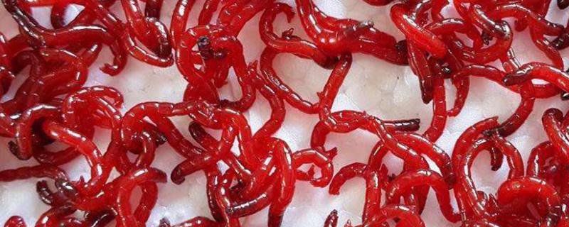 红虫用水养会不会淹死