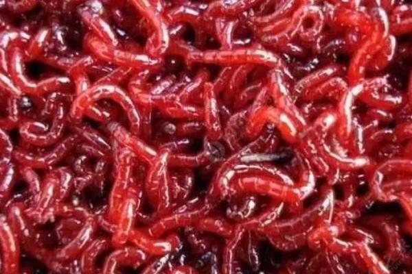 红虫用水养会不会淹死，本身就是生活在水中的不会淹死