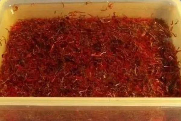 红虫用水养会不会淹死，本身就是生活在水中的不会淹死