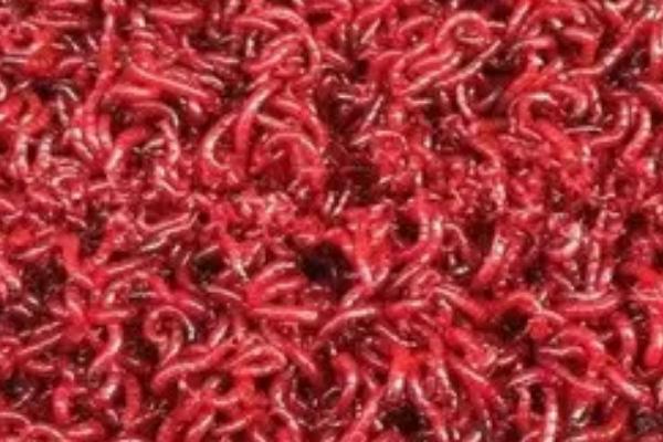 红虫用水养会不会淹死，本身就是生活在水中的不会淹死