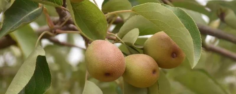 怎么对蒲瓜梨施肥