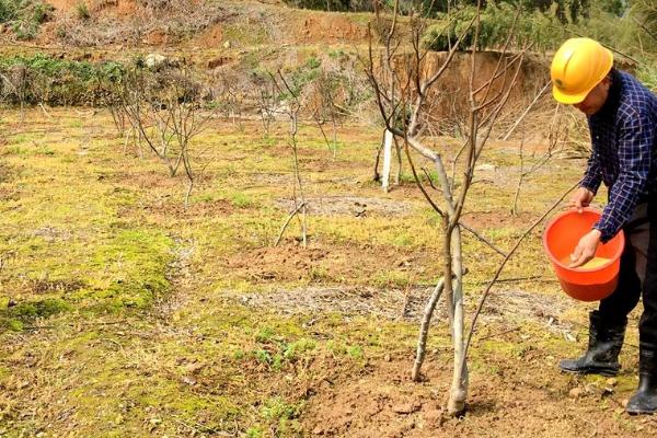 怎么对蒲瓜梨施肥,秋季可在植株附近开沟施入