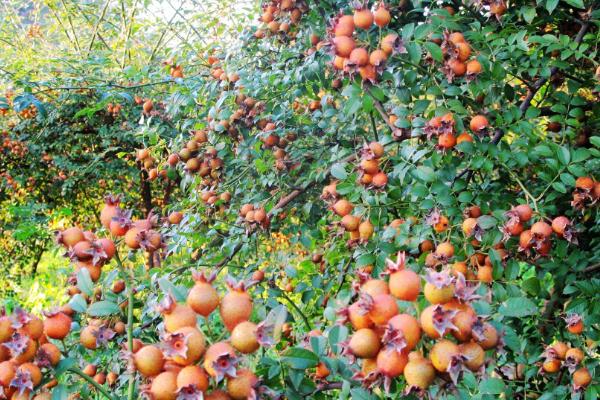 怎么对蒲瓜梨施肥,秋季可在植株附近开沟施入
