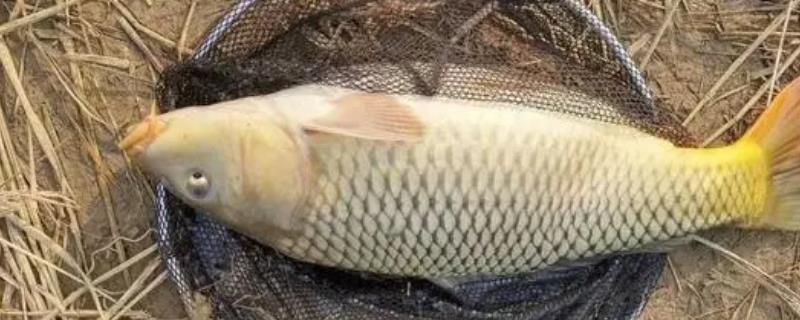 晚上钓鲤鱼钓底还是钓浮