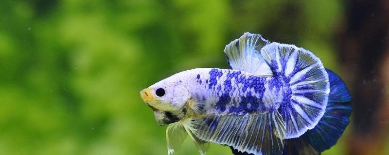 斗鱼为什么吐好多泡沫