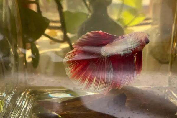 斗鱼为什么吐好多泡沫,可能是缺少氧气或是即将繁殖