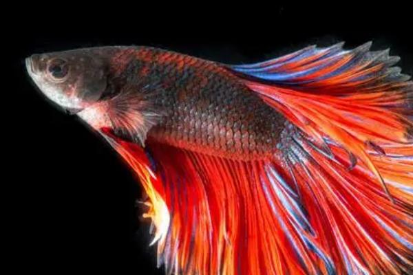 斗鱼为什么吐好多泡沫,可能是缺少氧气或是即将繁殖