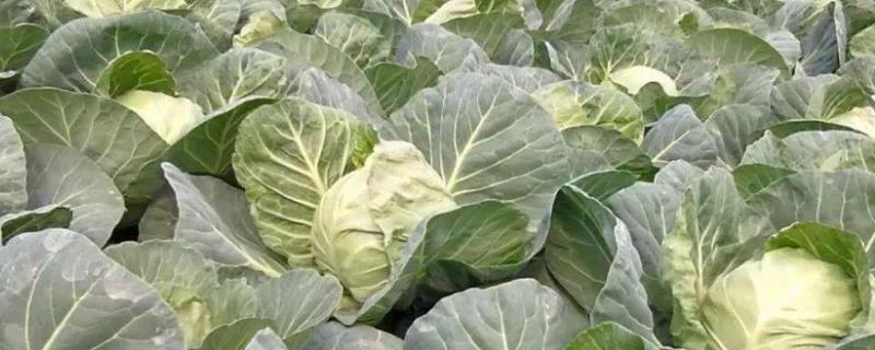 种好蔬菜的技巧