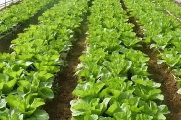 种好蔬菜的技巧,控、促、稳是三个关键点