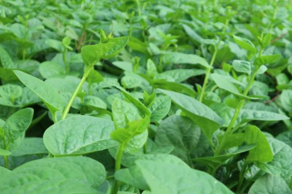 种好蔬菜的技巧,控、促、稳是三个关键点