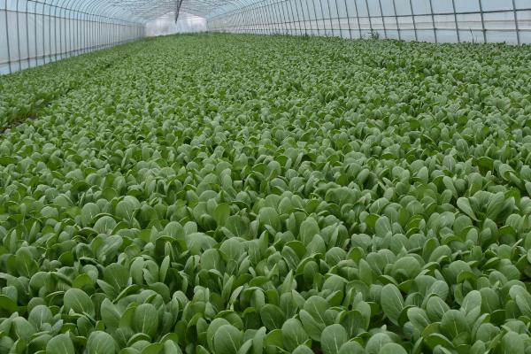 种好蔬菜的技巧,控、促、稳是三个关键点