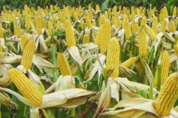 中单909玉米种的特征特性,在黄淮海地区从出苗至成熟需要101天