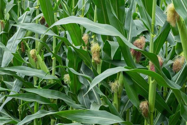 中单909玉米种的特征特性,在黄淮海地区从出苗至成熟需要101天