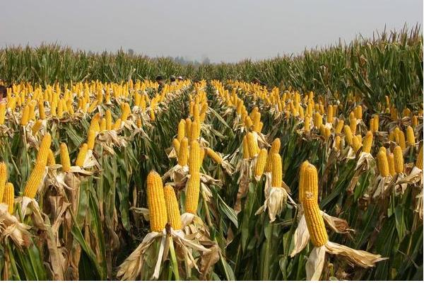 中单909玉米种的特征特性,在黄淮海地区从出苗至成熟需要101天