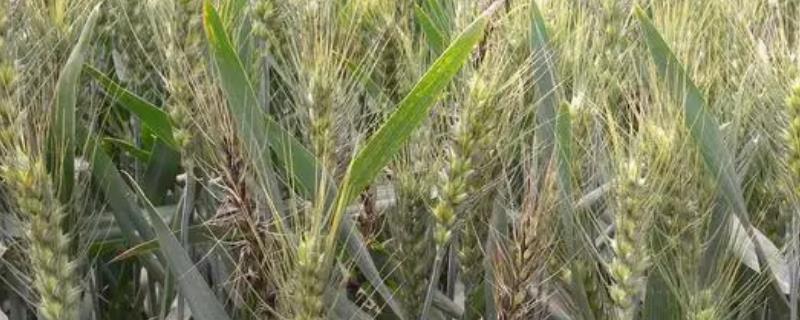 怎么预防小麦黑穗病