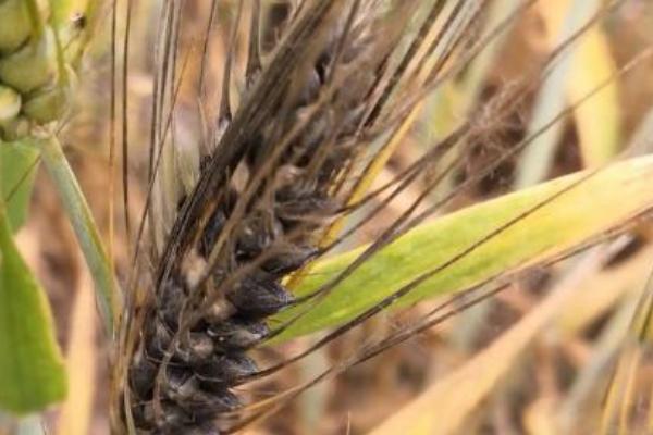 怎么预防小麦黑穗病,可用适麦丹悬浮种衣剂做包衣处理