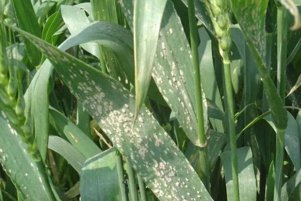 怎么预防小麦黑穗病,可用适麦丹悬浮种衣剂做包衣处理