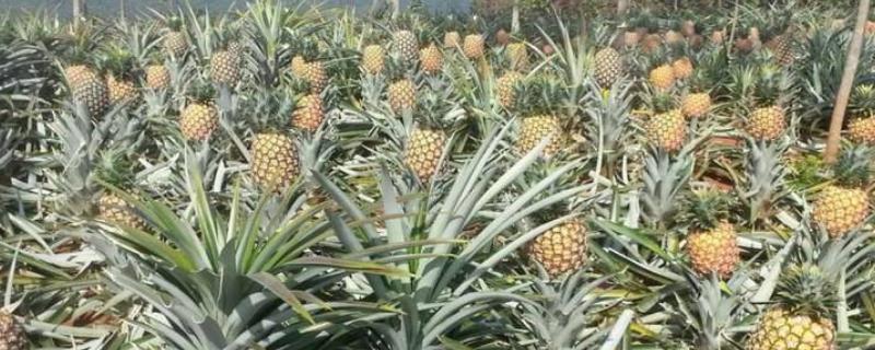 菠萝成熟上市的时间