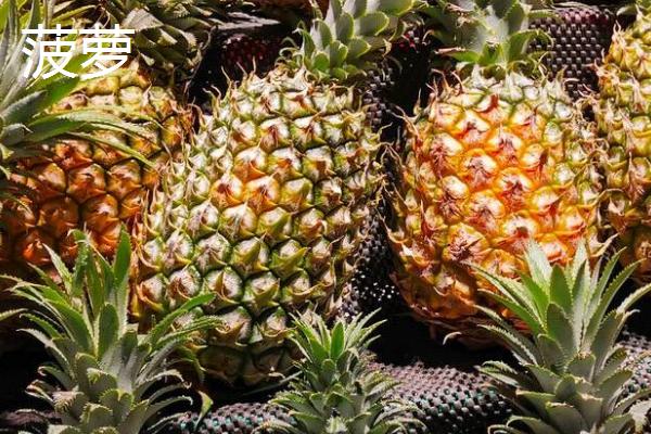 菠萝成熟上市的时间,春季常在4月份成熟上市
