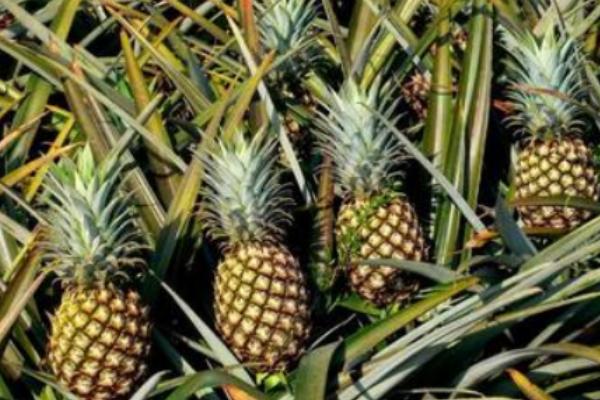 菠萝成熟上市的时间,春季常在4月份成熟上市