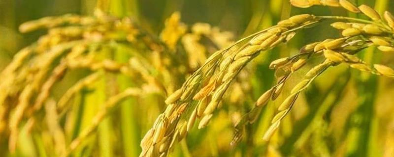 稻种发芽率低的原因