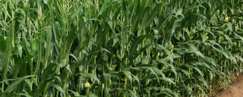 玉农金甜669玉米种子简介