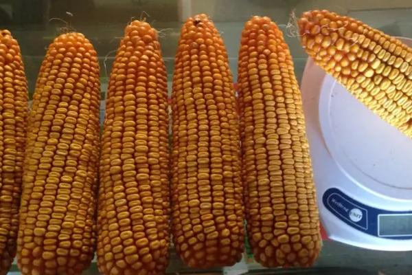 玉农金甜669玉米种子简介,春播全生育期88.2天