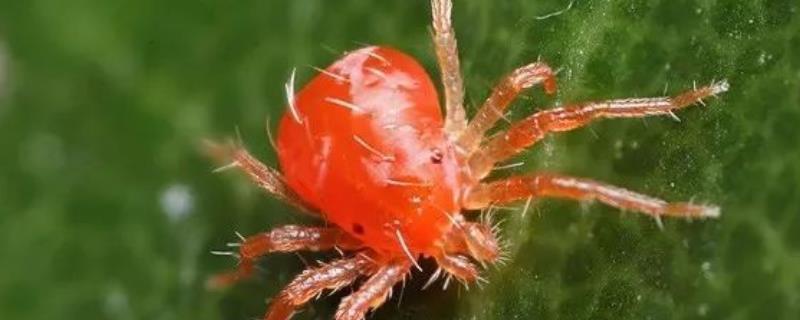 以肥治虫的方法