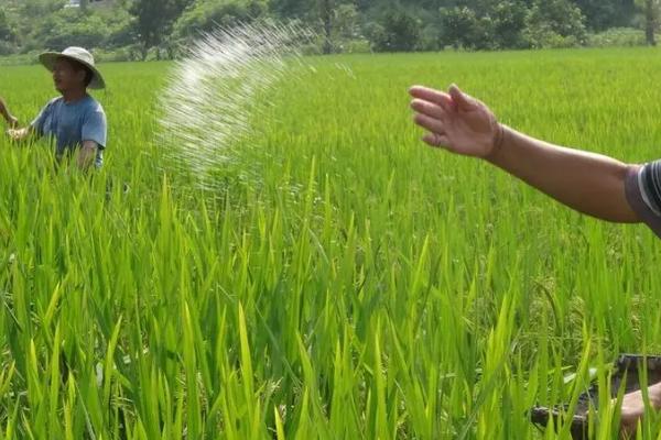以肥治虫的方法,根外喷施尿素溶液可防治红蜘蛛等害虫