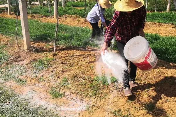 以肥治虫的方法,根外喷施尿素溶液可防治红蜘蛛等害虫
