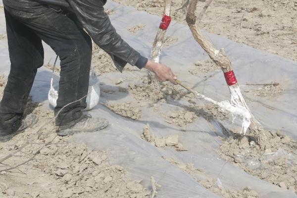 以肥治虫的方法,根外喷施尿素溶液可防治红蜘蛛等害虫