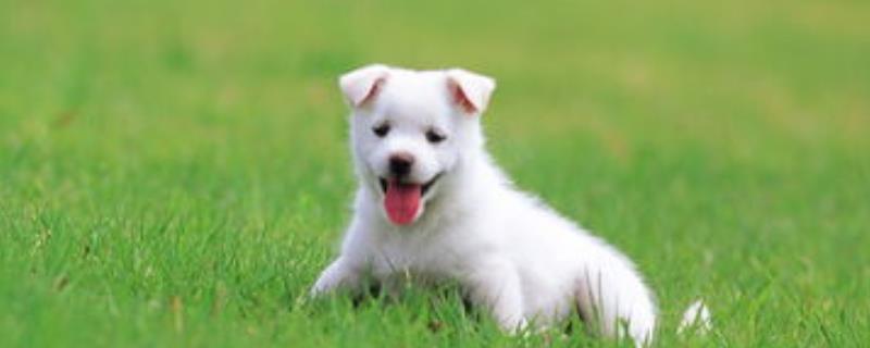 狗狗吐血能不能自愈