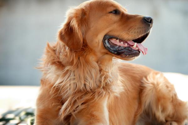 狗狗吐血能不能自愈,一般无法自愈需及时治疗