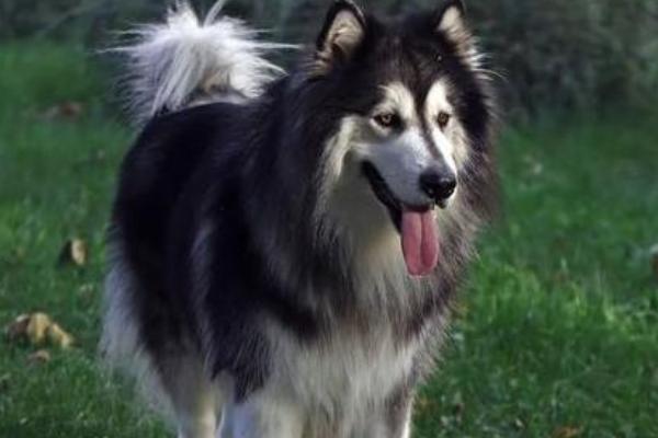 狗狗吐血能不能自愈,一般无法自愈需及时治疗