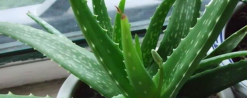 怎么防治芦荟病虫害