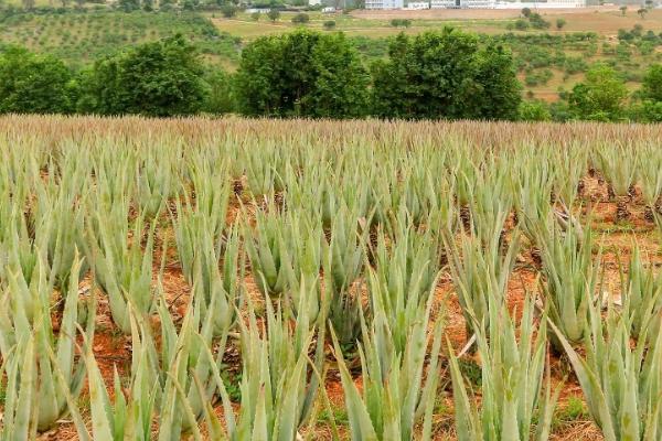 怎么防治芦荟病虫害,春秋季节要彻底清园、消灭病虫源